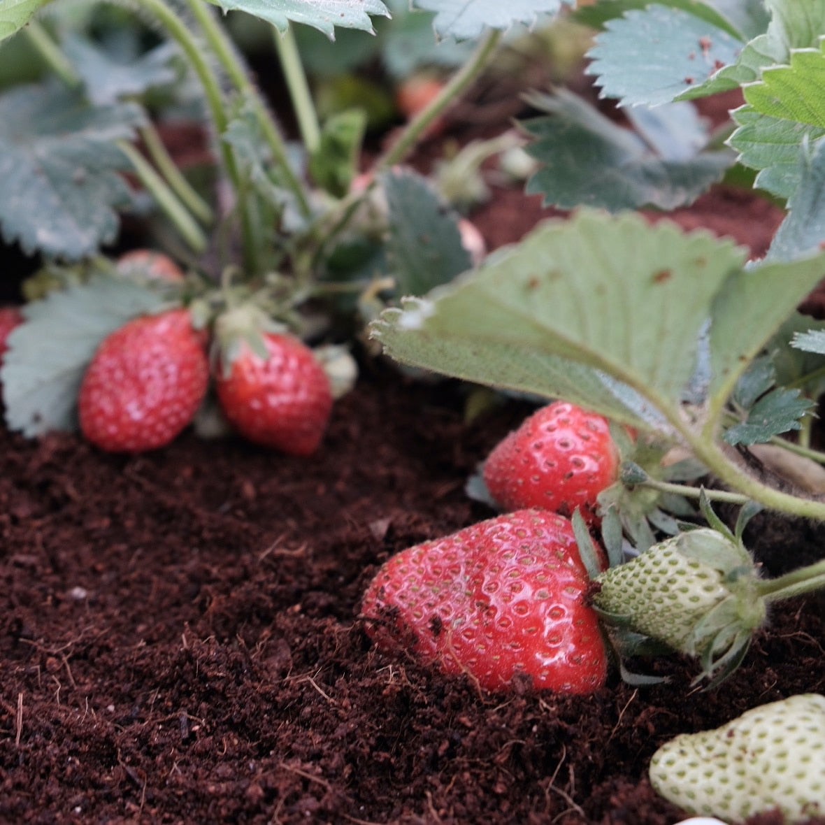 Strawberry Jam 300g - Big Bear Farms