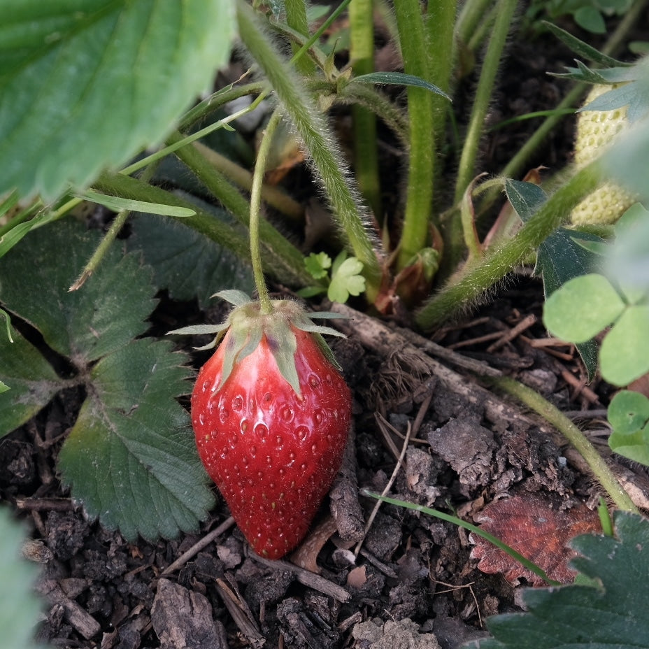 Strawberry Preserve 300g - Big Bear Farms