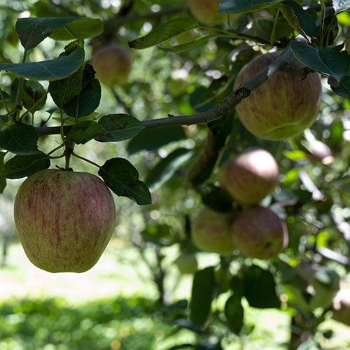 Apple Jam 300g - Big Bear Farms