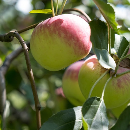 Apple Jam 300g - Big Bear Farms