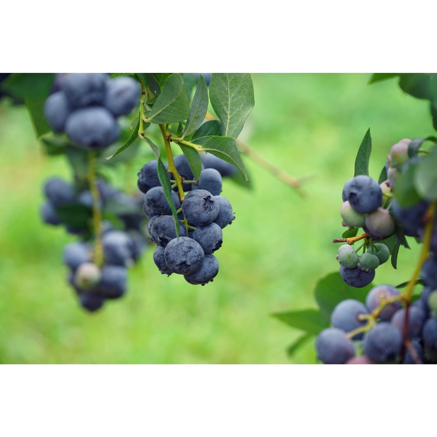 Blueberry Preserve 300g - Big Bear Farms