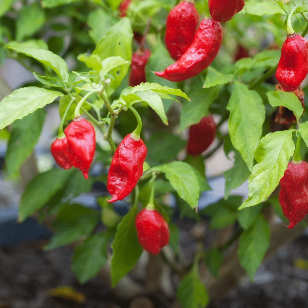 Himalayan Hot Sauce 300g - Big Bear Farms