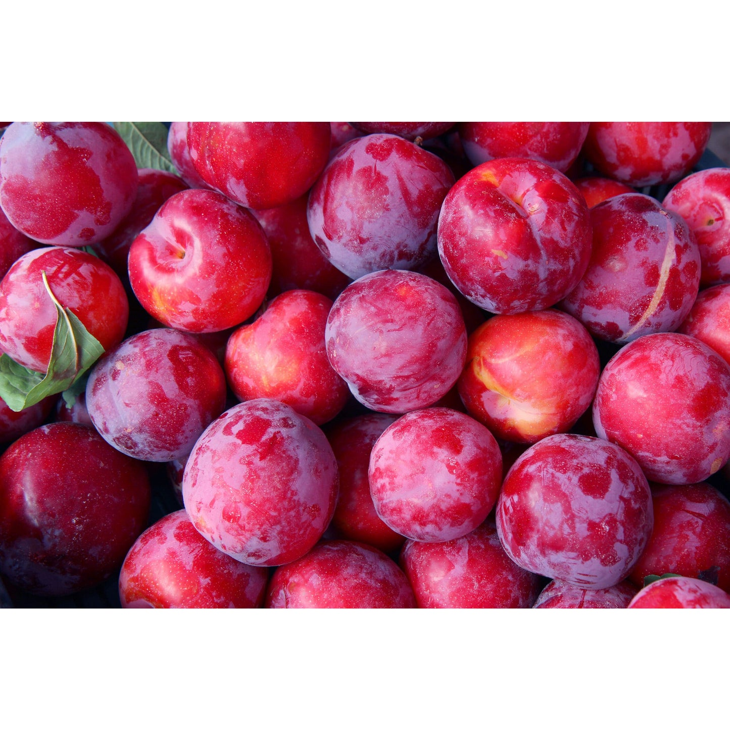 Plum Chutney 300g - Big Bear Farms