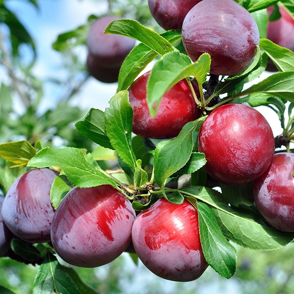 Plum Jam 300g - Big Bear Farms