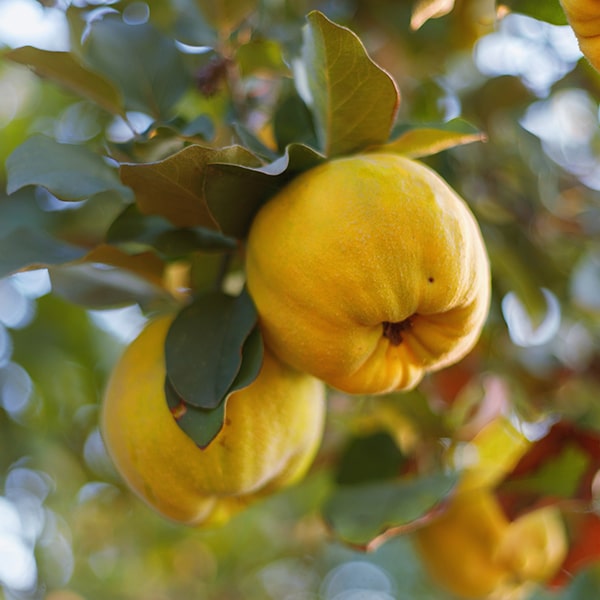Quince Jelly 300g - Big Bear Farms