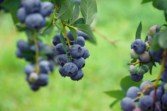 Blueberry Cheesecake
