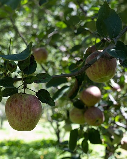 Apple Pickle 315g