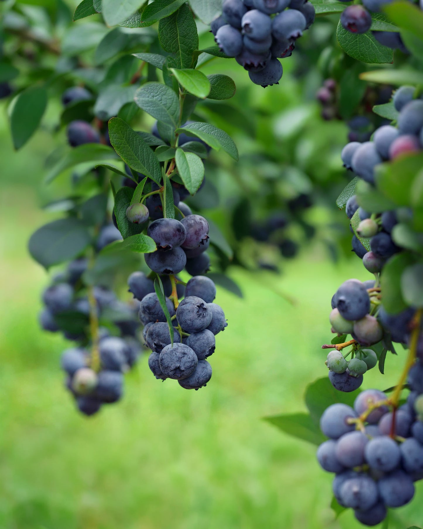 Clusters of ripe blueberries hanging from leafy green branches in Big Bear Farm Orchards, with a soft blurred green background.