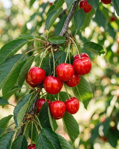 A close-up of ripe red cherries hanging from a branch with green leaves in Big Bear Farms orchard.