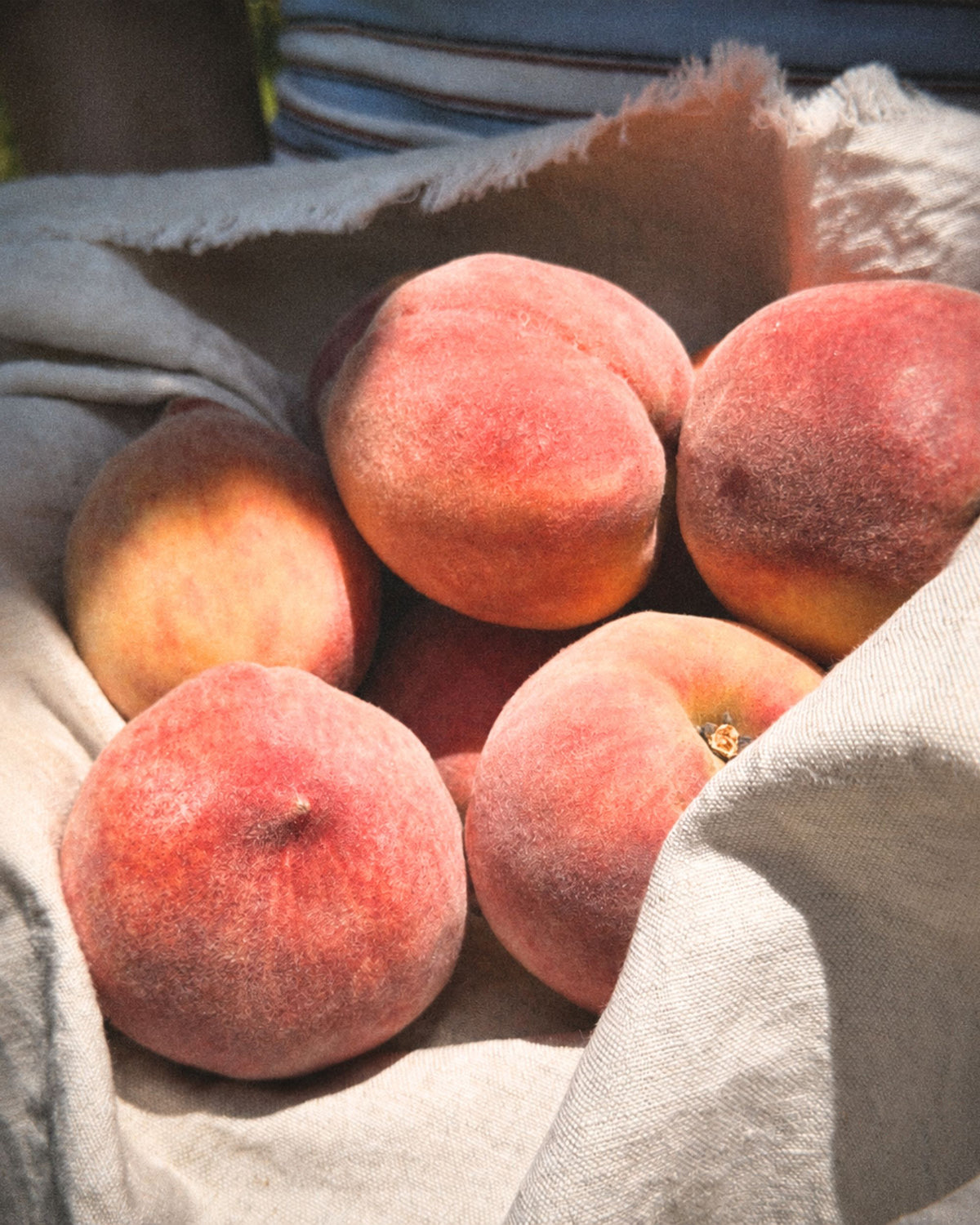 A close-up of several fuzzy red-orange peaches resting in a light beige linen cloth. Freshly picked from the orchards at Big Bear Farms.