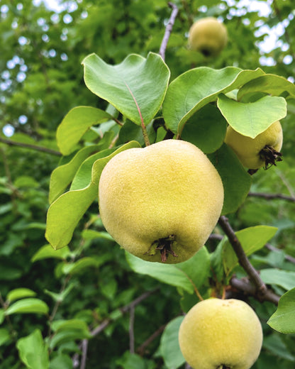 A close-up of a yellow-green quince hanging from a leafy tree branch at Big Bear Farms orchards