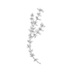 Thyme