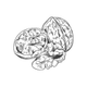 Walnut