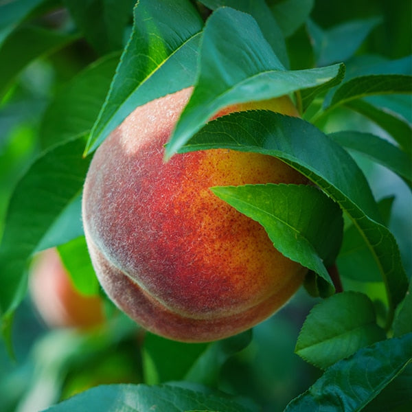 4 x PACK Bottled Peaches 500g - Big Bear Farms