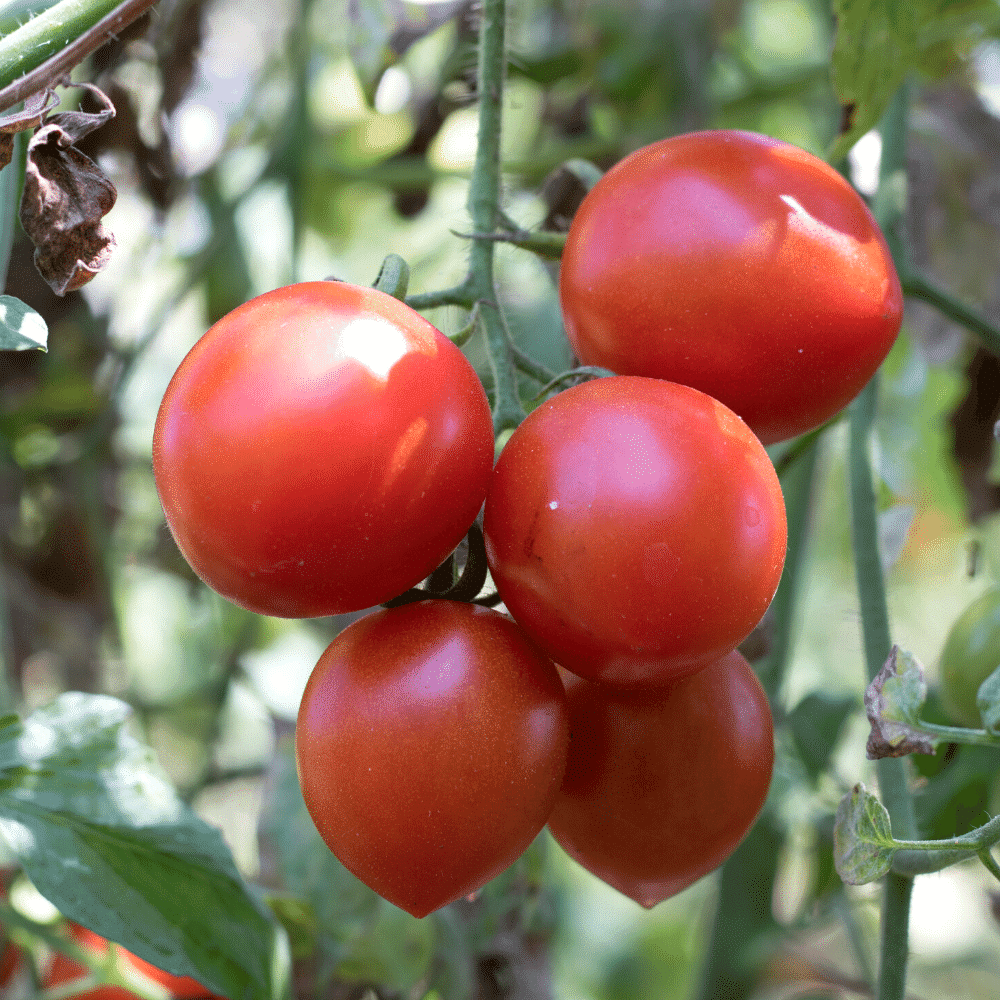 Tomato Pickle 300g - Big Bear Farms