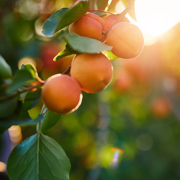 Apricot Jam 300g - Big Bear Farms
