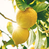Lemon Curd 300g - Big Bear Farms
