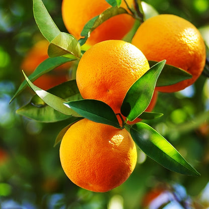 Three Citrus Marmalade 300g - Big Bear Farms